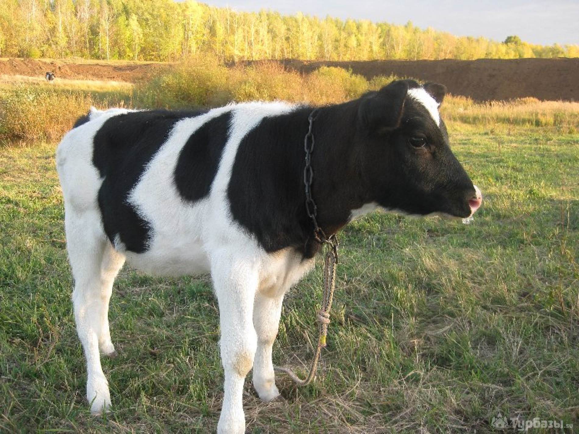Купить бычка живым. Тагильская порода. Тагильская порода коров. Телята бычки. Телята черно-пестрой породы.
